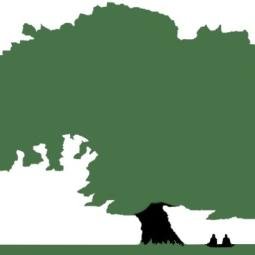 TottenhamTreesさんのプロフィール画像