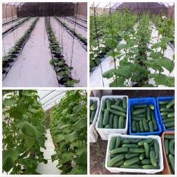 agrimpact's profile picture. Agri-Impact provides distinctive agribusiness services and innovative solutions