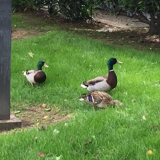 MisterDuck's profile picture. Recovering I-Banker. Likes drinking mosquitoes, driving Maseratis, sailing Hinckleys.