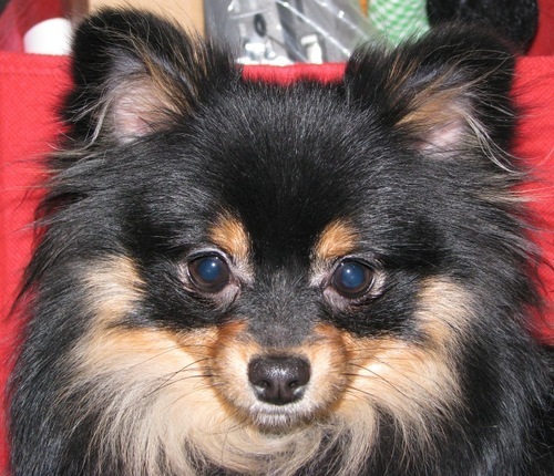 SugarSweetPoms's profile picture. Luvin' the animals. Luvin' the humor.