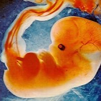 fetus809's profile picture. Fetus life