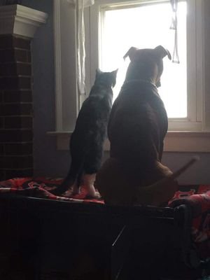 kmclakers's profile picture. 