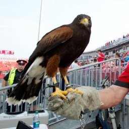 BitchyTheHawk's profile picture. @torontofc mascot who scares off seagulls. Big fan of TFC, not so much seagulls, they're not even by the sea...
In no way official or affiliated with TFC