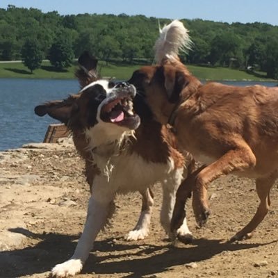 badjdmntqueen's profile picture. Addicted to dogs . Big ass dogs. Live music . Travel. Music Indie/Experimental Nonprofits Rock/Alt Cute animals Indie/Experimental