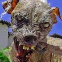 Gunter Van Assche (@guntervanassche) 's Twitter Profile