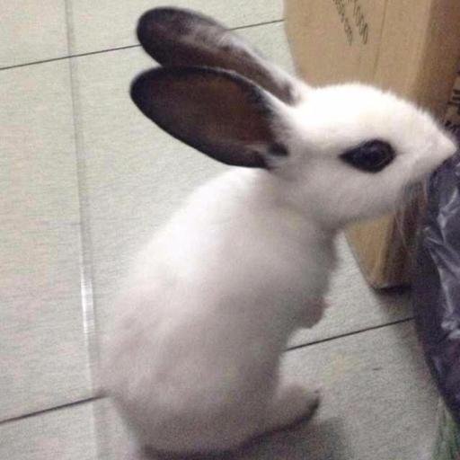 levarsi's profile picture. 