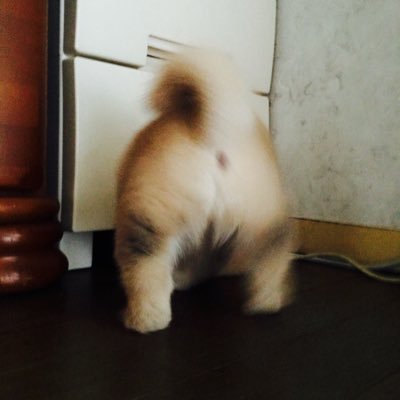 柴犬 まめひめ 笑ってるかと思いきやくしゃみ連発 柴犬 まめひめ 笑ってるかと思いきやくしゃみ連発