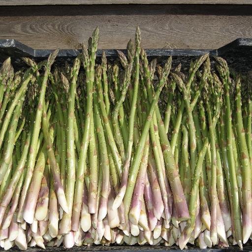 sussexasparagus's profile picture. We have been growing asparagus on our family farm near Uckfield, East Sussex since 1998.Cut fresh daily, we start at dawn to harvest our asparagus by hand.