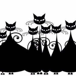 chatperlipope's profile picture. Une blogueuse, amoureuse des chats :)