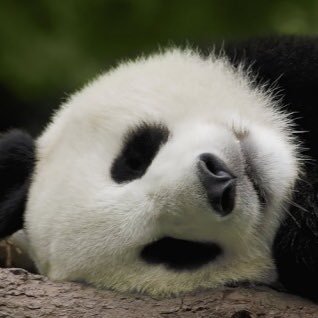 Kokone_Yume_621's profile picture. 夢占いサイト〜ココロノホンネ〜。夢占いに興味がある方よろしくお願いします(*^^*) 無言フォロー失礼します。