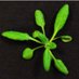 Plantsci Brum (@plantsci_uob) Twitter profile photo Plantsci Brum (@plantsci_uob) Twitter profile photo