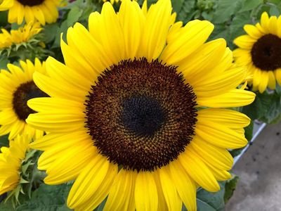 xxeluvsbxx's profile picture. 