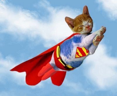 super cat wannabe, pets, cat food, rabbits