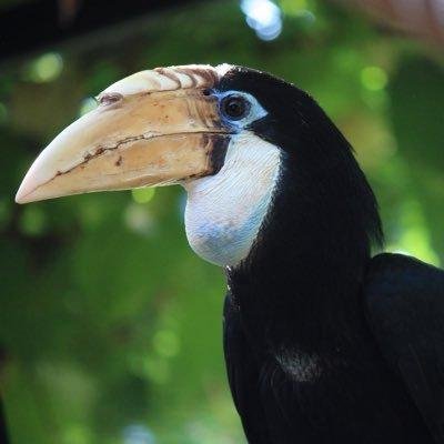 ZooCitadelle's profile picture. La vie des animaux à la Citadelle de Besançon. 
Twitter officiel du Muséum de la Citadelle de Besançon.