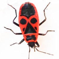 marius walter (@_mariusw) 's Twitter Profile Photo
