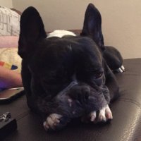 Joe French Bulldog (@joe_frenchie) 's Twitter Profile