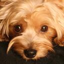 tammy poole - @aloha46 - Twitter