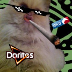 Minou Le Chat Mlg Sayenle Twitter Minou Le Chat Mlg Sayenle Twitter