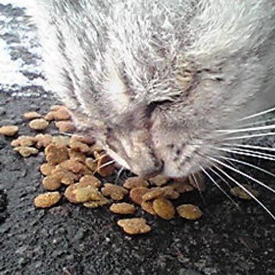 ねーこ on X: 