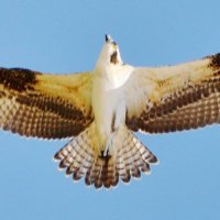 lucero cayetano (@cayetanolucero) 's Twitter Profile Photo