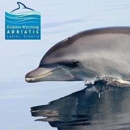 Dolphin Watching Adriatic