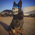 Tabeebkalb (@forensicvet) Twitter profile photo Tabeebkalb (@forensicvet) Twitter profile photo