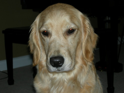 Forever learning how to be a safer driver! Golden Retrievers Summer 10, Ailsa 1 Pickleball is life!