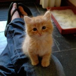 動物たちのかわいい画像や癒される画像をつぶやきます。 かわいいor癒されたと思ったらRTお願いします＾＾