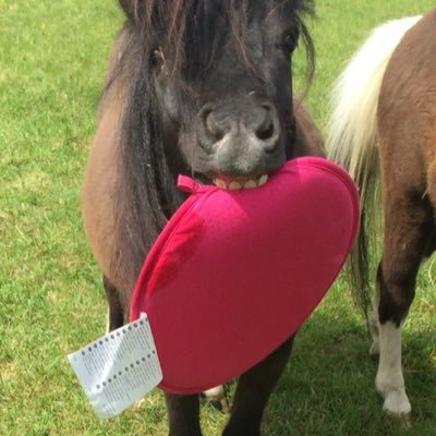 Pferde lieben dich egal wie du bist und das ist wirglich so ❤️
