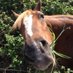 lying dog face pony soldier (@danzo1214) Twitter profile photo lying dog face pony soldier (@danzo1214) Twitter profile photo