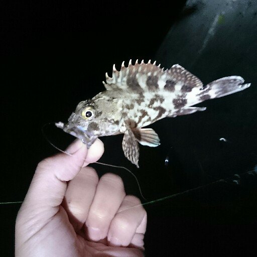 ohgi21's profile picture. ◆豊橋出身→東京→京都→現在豊橋在住
◆システムエンジニア
◆元ゲーム開発者(SFC、N64、GC)
◆少年軟式野球チーム代表
◆中学軟式野球チーム代表
◆お笑いとマンガが好き