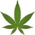 Cannabis News Daily (@dailynews420) Twitter profile photo Cannabis News Daily (@dailynews420) Twitter profile photo