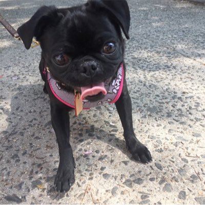 Black Pug Extraordinaire!! Rescued 4/26/15. I love snackies and super speed zoomies!!