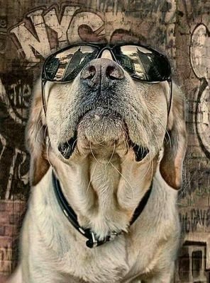 LuciaS16754622's profile picture. #Dogshealth to #Enddogmeattrade!                          DOGS ARE (WOMANS) BEST FRIEND!