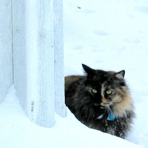 WeAreTheCat's profile picture. Terry Bain's cat.