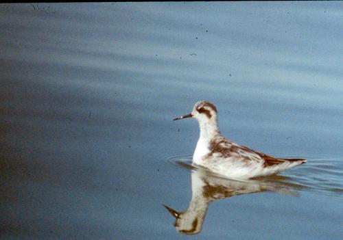 Tweeting ornithology professor and YOUR state ornithologist. If you live in CT.
