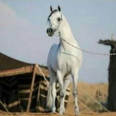 قلب ع جناح نورس..ماستر إدارة أعمال ..موارد بشرية ..ابها