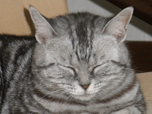 どらねこ Aquiaqua Twitter