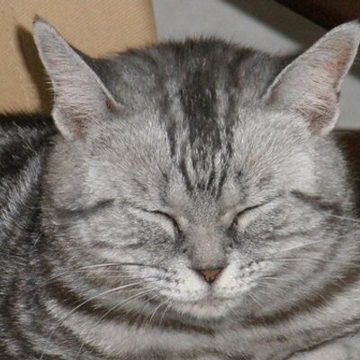 どらねこ Aquiaqua Twitter