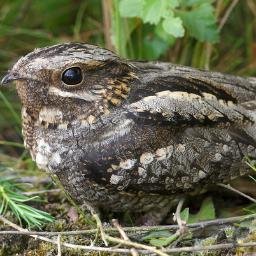 nightjarsafaris's profile picture. We specialize on High Quality safari packages, mountain climbing, trekking and  Hiking, Camping and Lodge Safaris on Budget and Luxury Safaris, cultural  tours.