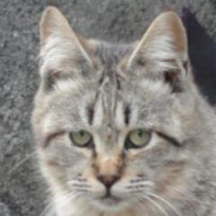 大和猫丸さんのプロフィール画像