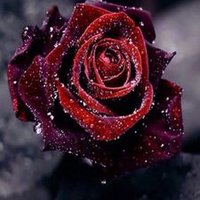 دفئ المشاعر (@abda99561) 's Twitter Profile