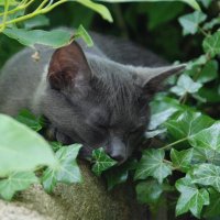 Fairy Cat Mother(@KittensCam) 's Twitter Profile Photo
