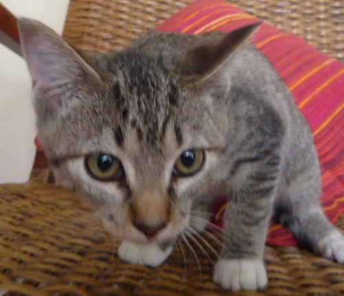 Criamos este perfil para incentivar a adoção de gatos no Rio de Janeiro. Participe! Visite - http://t.co/4qziXnX1bo