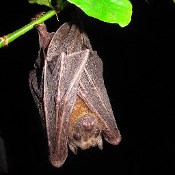 Assoc Prof Global Ecology & Conservation, University of Salford, UK. @EERCSalford. Tropical vertebrate ecology and conservation | Bats | Environmental change.
