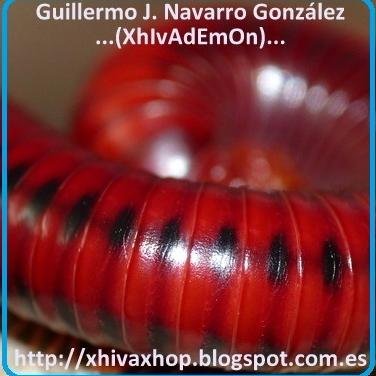 Guillermo J.Navarro González. Invertebrates breeder. 
https://t.co/0KhqMFRMSq
https://t.co/2cObopsEQp