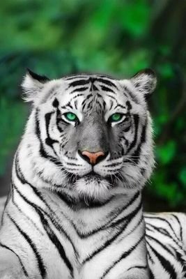 abadisadi700's profile picture. just me.!!.