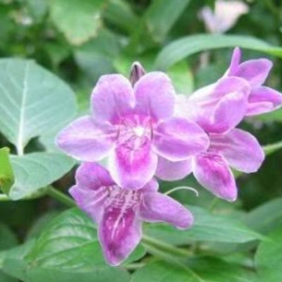 hanamizuki_998's profile picture. cod4 クランiris作成予定 PSID FLOWERINGDoＧwooＤ RINGのIは小文字のLです  タイタンフォール2、MWRなどやっている方やる予定の方フレンド申請下さい