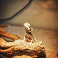 Lizard Man (@lizard_man1215) 's Twitter Profile