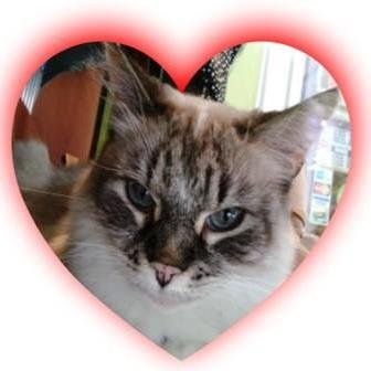 SashaKitty2's profile picture. Shop kitty at Stitchin' Post Gifts in downtown Salisbury, NC   ^^